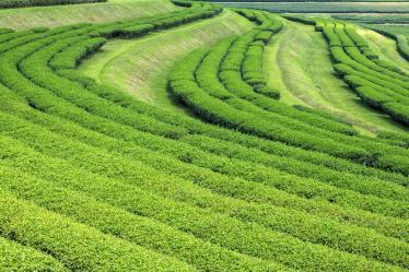 Araksa tea plantation, Chiang Mai 
