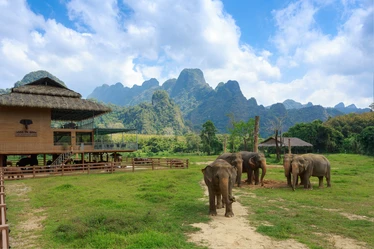 Elephants of Elephant Hills sanctuary, Khao Sok National Park 