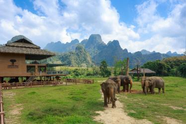 Elephants of Elephant Hills sanctuary, Khao Sok National Park 