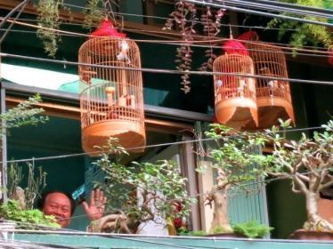 Bird songs in the city