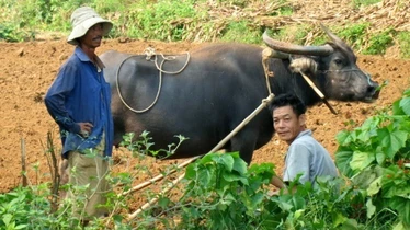 2 men and a water buffalo