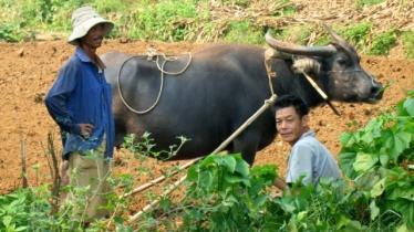 2 men and a water buffalo