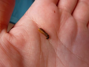 Edible bug
