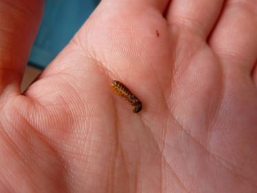 Edible bug