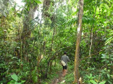 Jungle trek