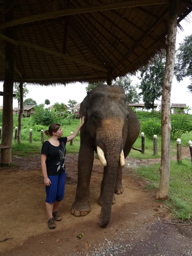 Meeting a Sayaboury Elephant