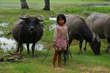 Tending to the buffalo in Siem Reap