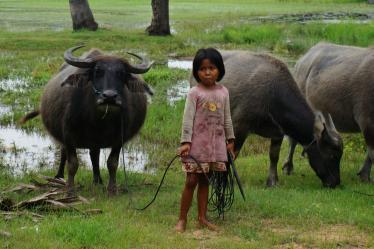 Tending to the buffalo in Siem Reap