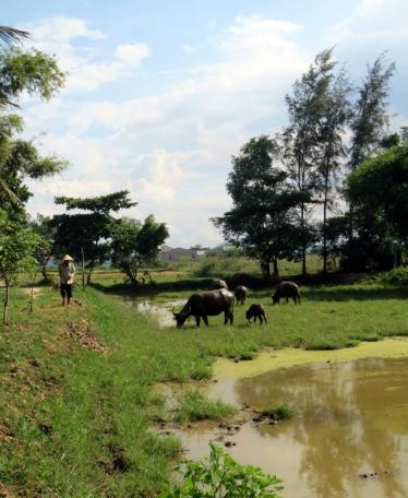 Vietnamese Nature