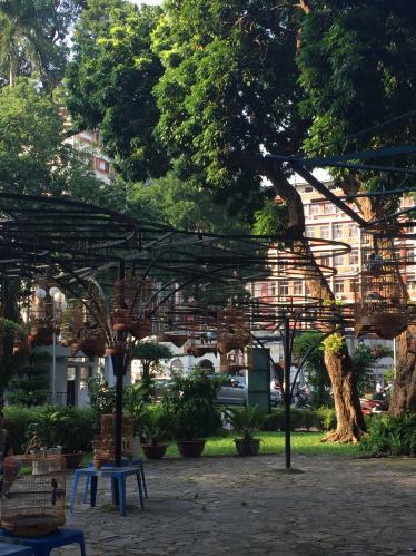 Bird watcing in Vietnam Park