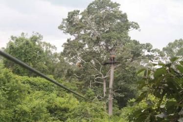 Flight of the gibbon