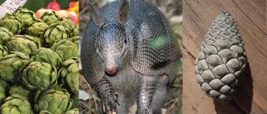 pangolin-1