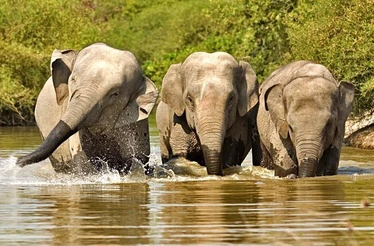 phoca_thumb_l_asian-elephants