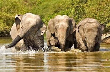 phoca_thumb_l_asian-elephants