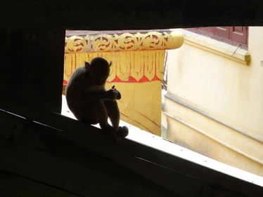 Don't let their cuteness fool you: Mount Popa is home to some seriously cheeky monkeys