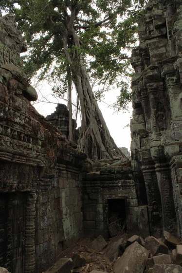 siem-reap-ta-prohm_5704