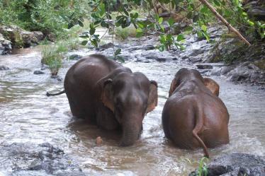 Elephants bathing