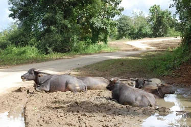 Buffalo wallowing in the mud