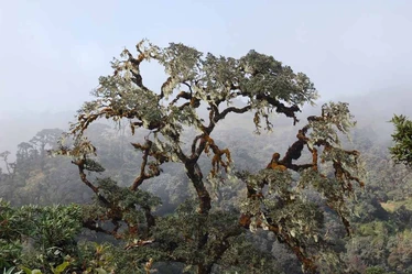 A tree on Mount Victoria