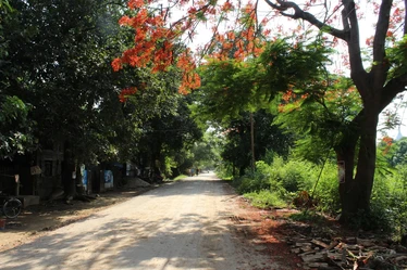 Flame trees