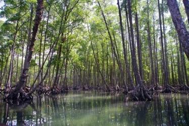BB_Mergui_Mangroves2