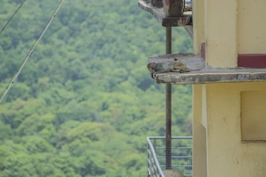 Bottom of Mount Popa monkey