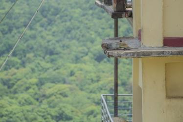 Bottom of Mount Popa monkey
