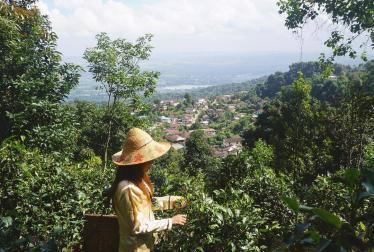 Lost tea company