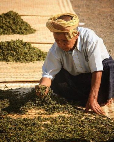 lost tea company 6