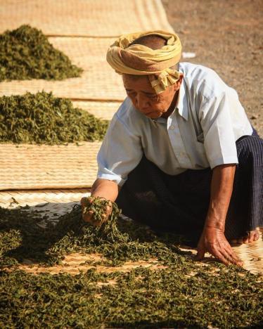 lost tea company 6