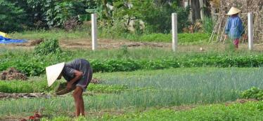 Planting rice at the Moon Garden homestay in Ky Son, Vietnam