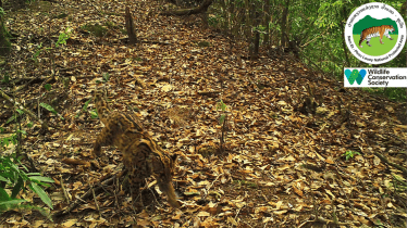 Marbled Cat