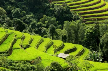 Vietnam-Ha-Giang-Paddies-IAT-Archive