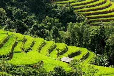 Vietnam-Ha-Giang-Paddies-IAT-Archive