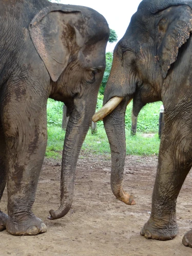 Sayaboury Elephants
